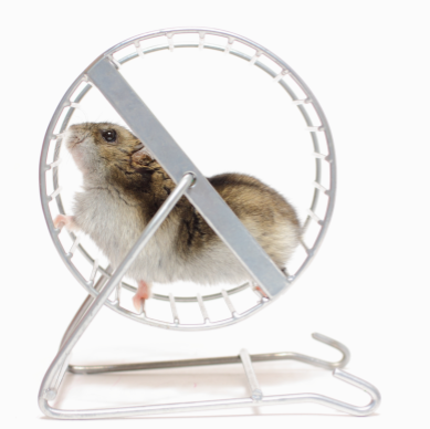 Photo of hamster running in exercise wheel. Very cute!
